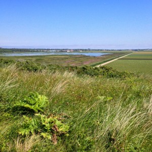 Duinen