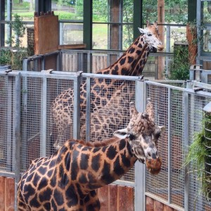 Giraffes